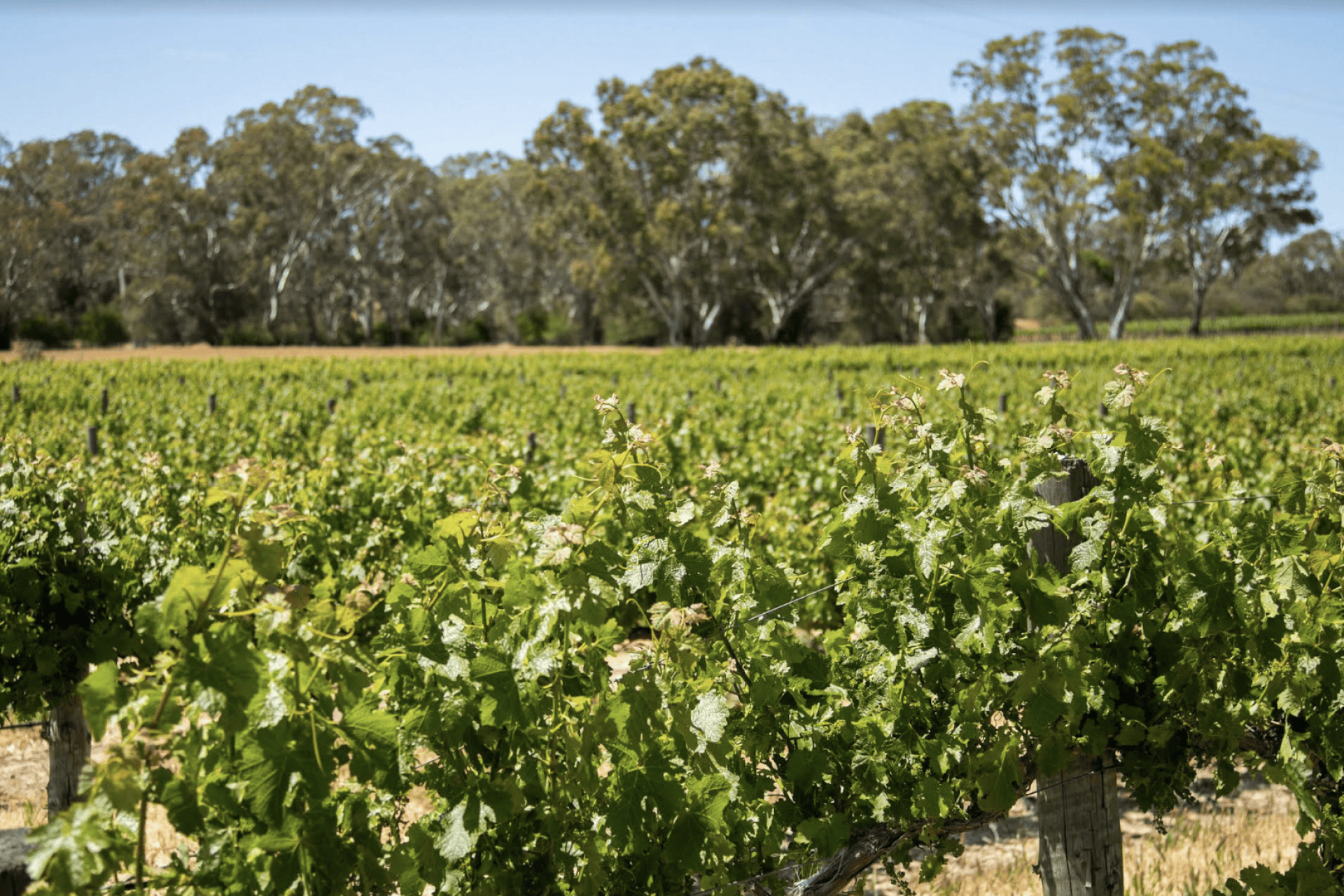 Eden-Vineyard (1)