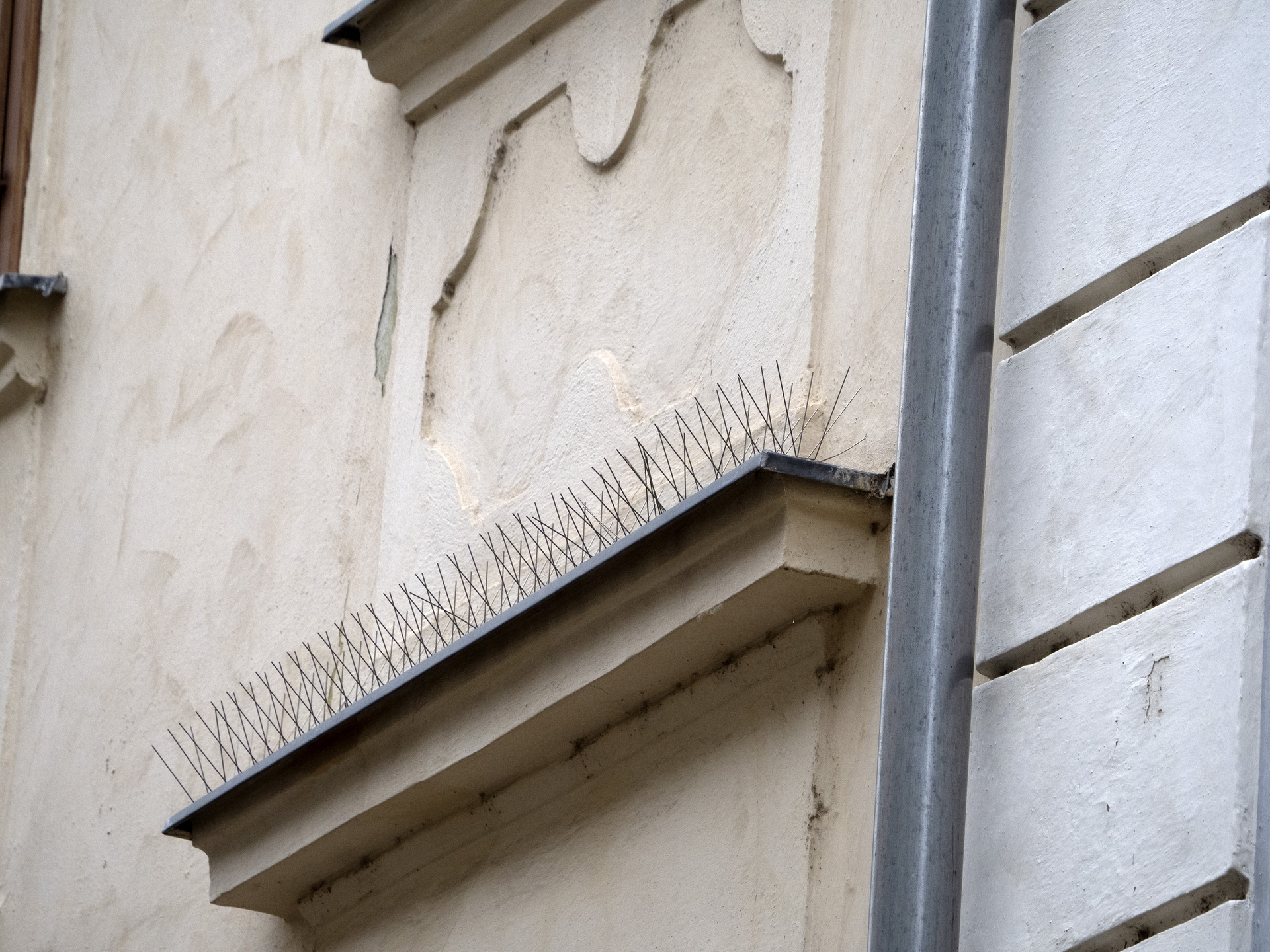 Best Pigeon Repellent Spikes