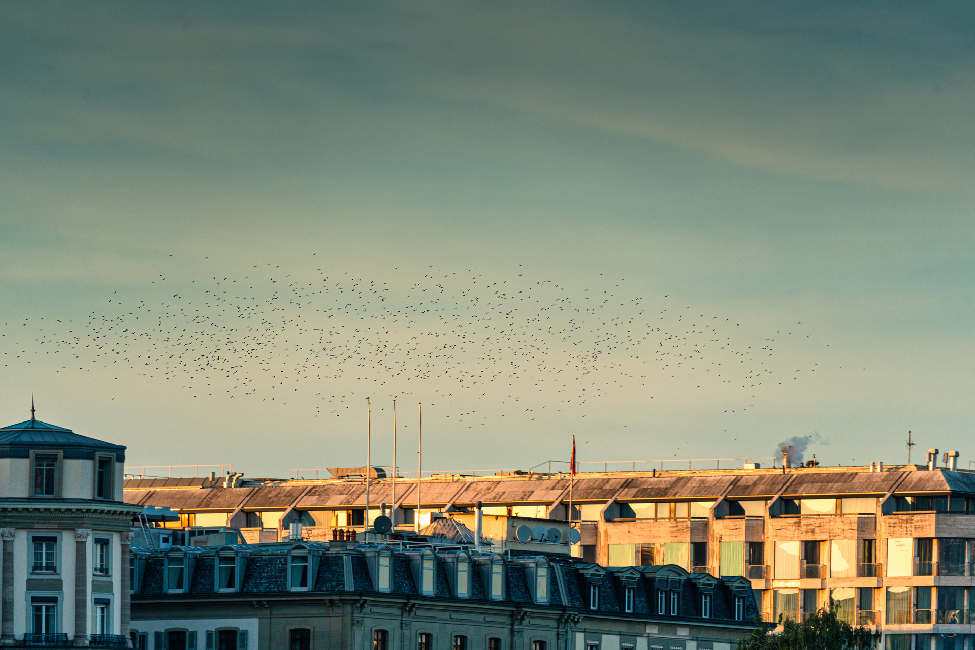 Birds Swarming over Factory