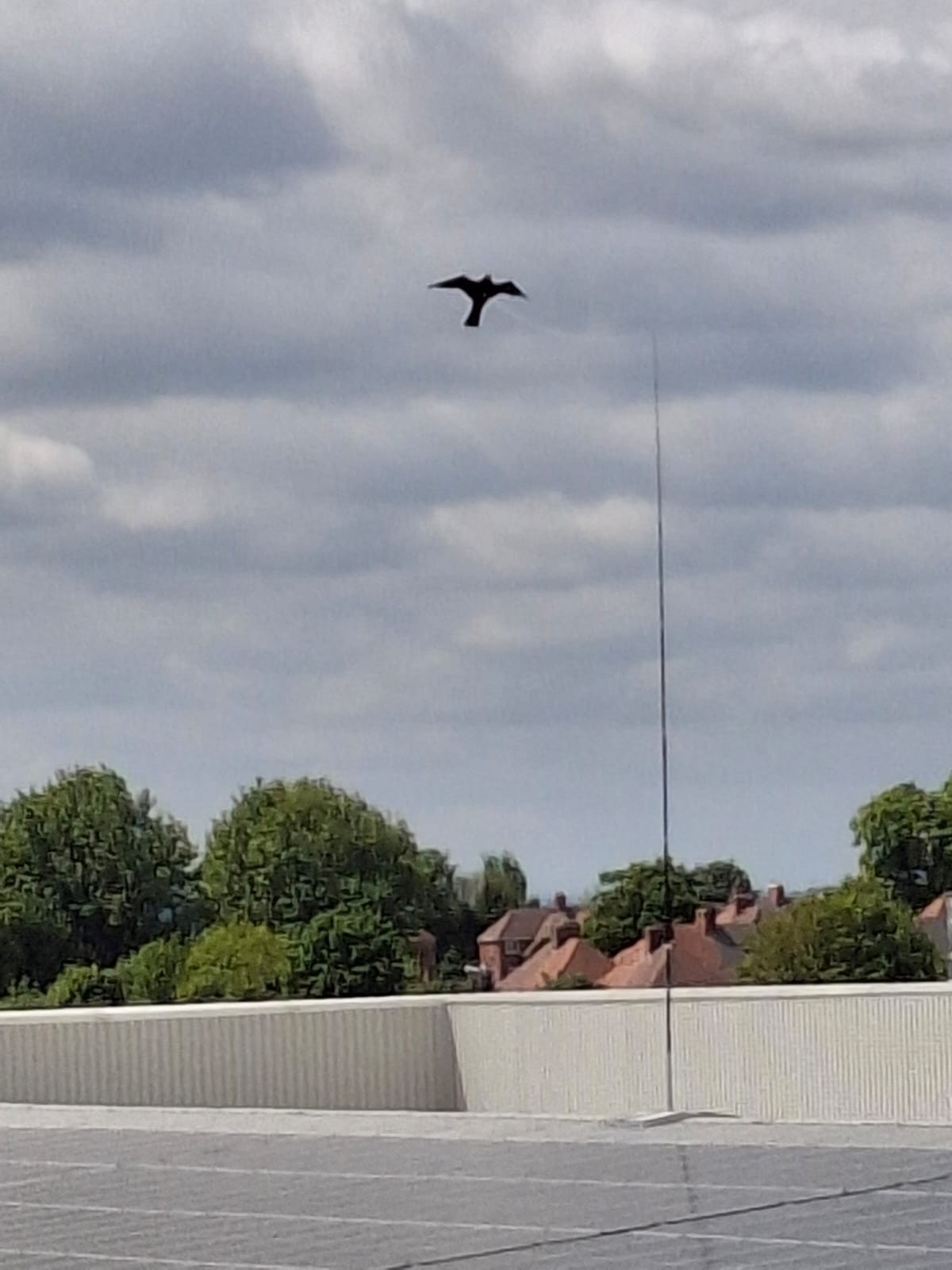 Solar Panel Hawk Kite Protection