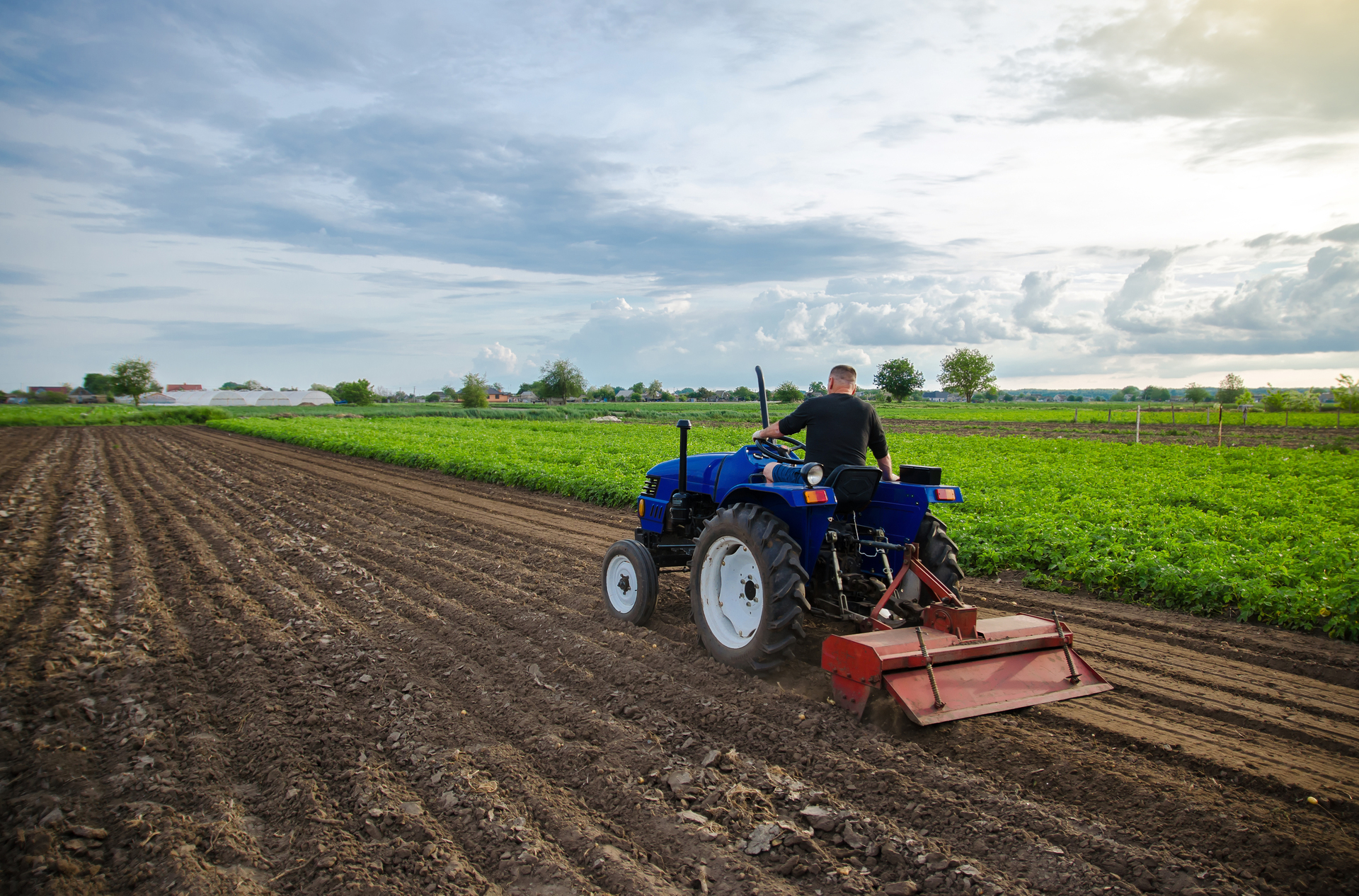 How Farms Can Prevent Crop Damage from Birds