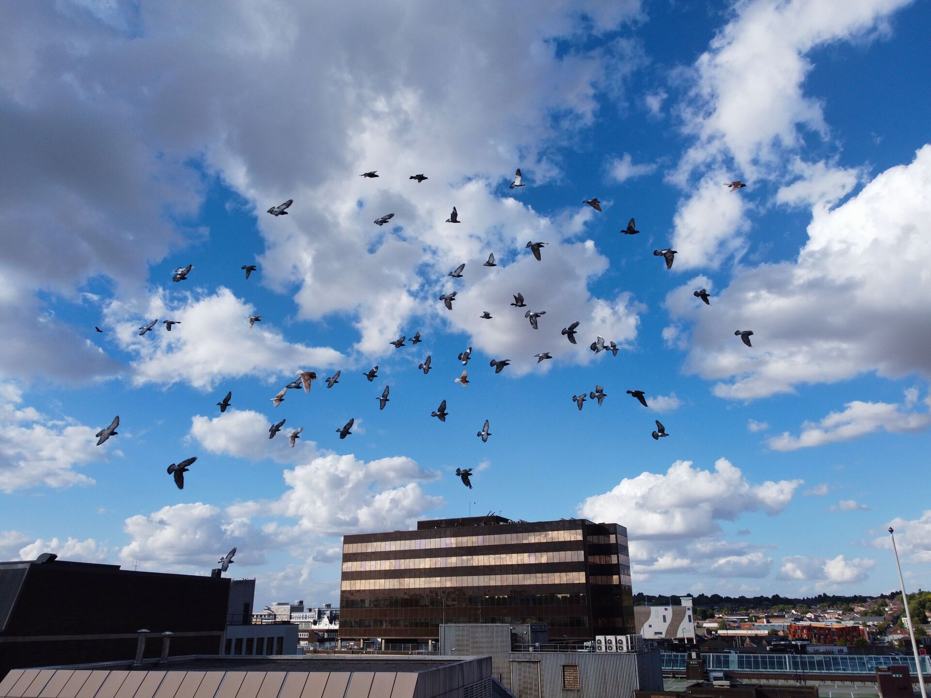 Preventing Bird Infestations on Rooftops