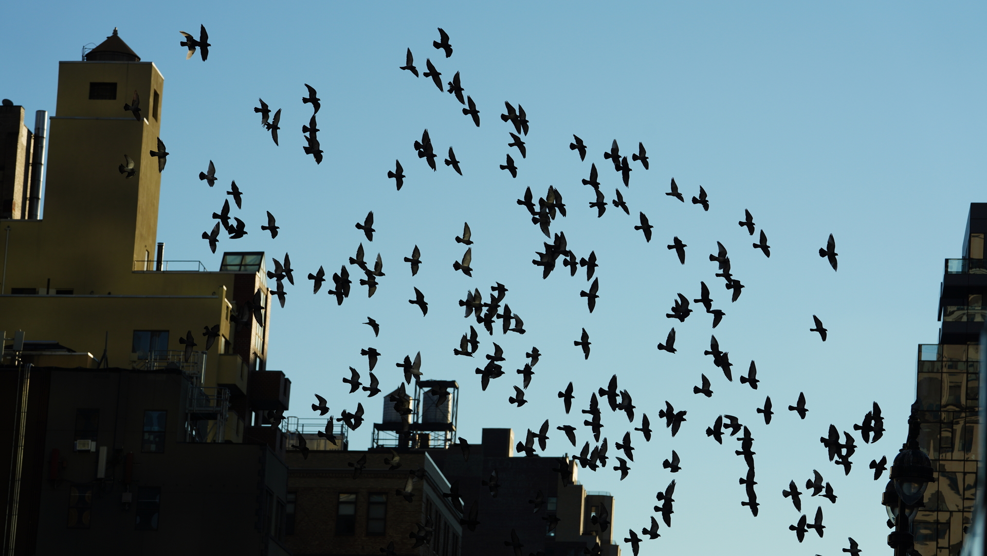 Bird Infestation