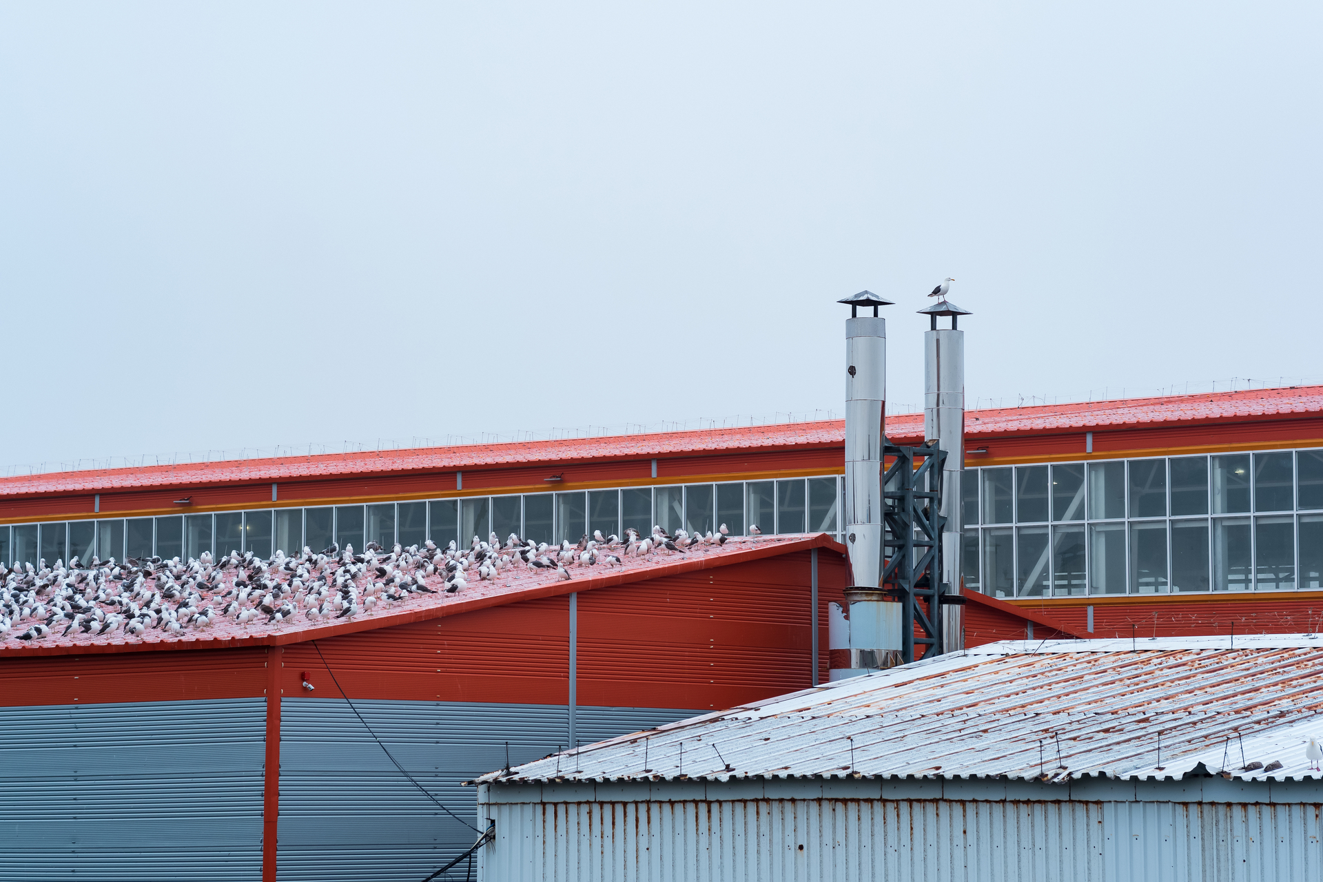 Seagulls sitting on the roof of an industrial building roof.