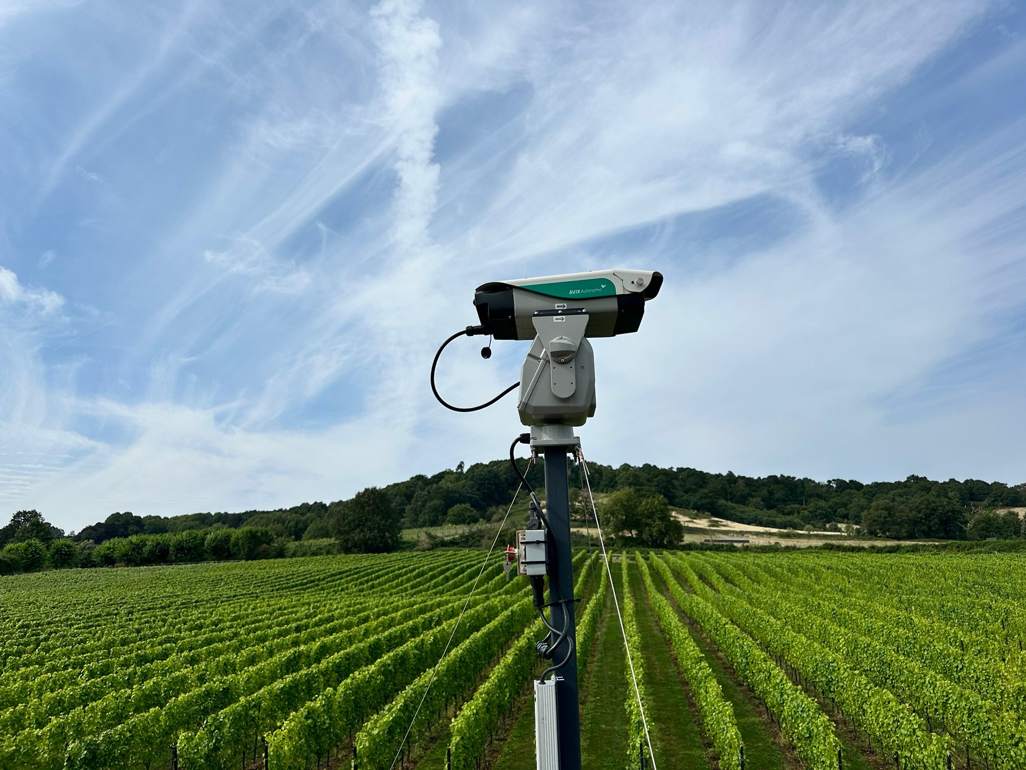 WhatsApp Image 2025-08-22 at 17.06.40 (2) Avix Autonomic laser bird deterrent protecting Guildford vineyard grapes from wood pigeon damage