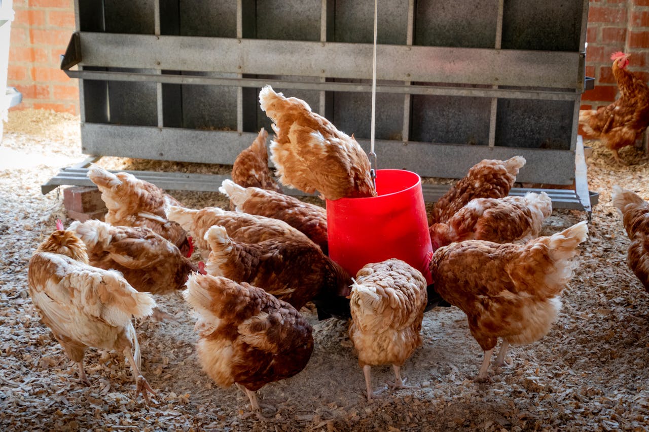 Brown and white chickens gathered around a red feeder in a coop.Retry