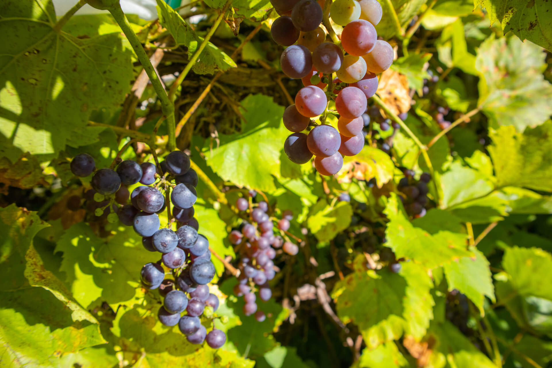 Clusters of red and purple grapes hanging on a vine with green leaves in sunlight.