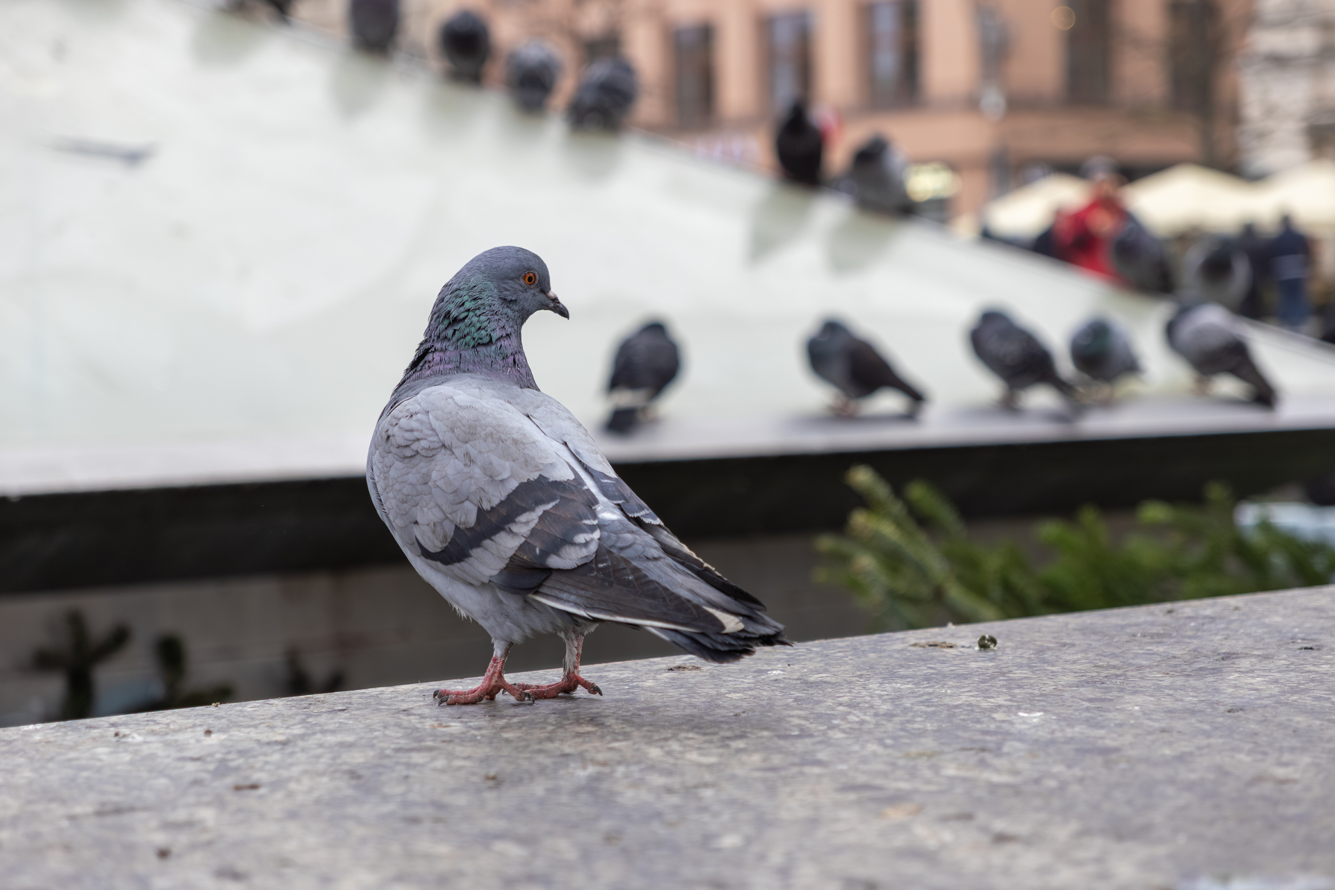 Benefits of Using Sonic Deterrents
